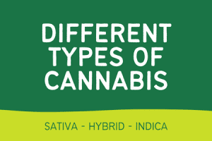sativa indica hybrid