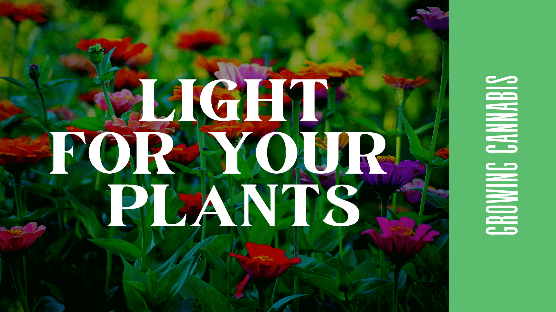 Which Light Spectrum is Right for your Marijuana Plants?