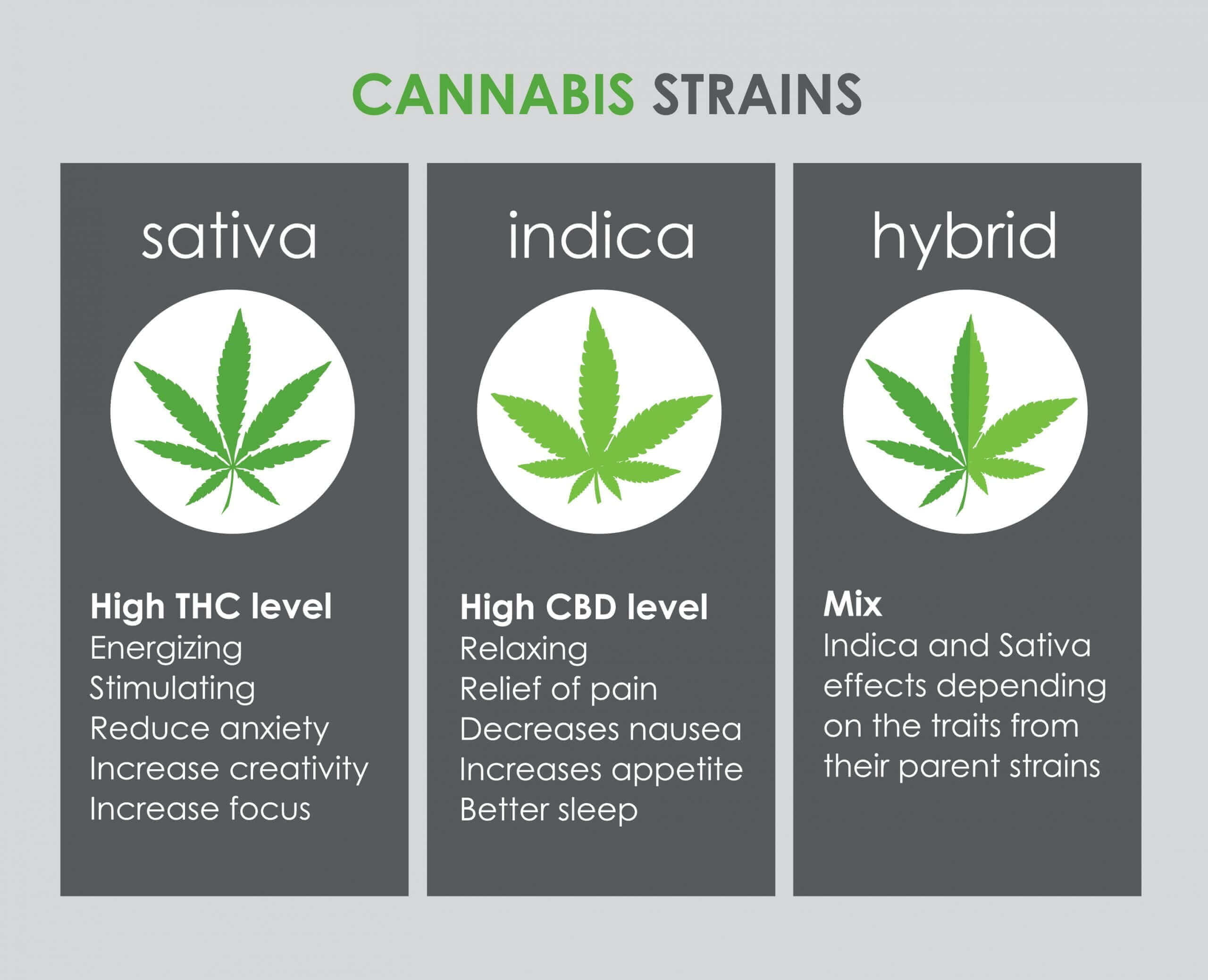 differences-between-sativa-indica-hybrid-scaled