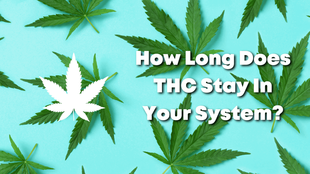 How Long Does Weed Stay in Your System?