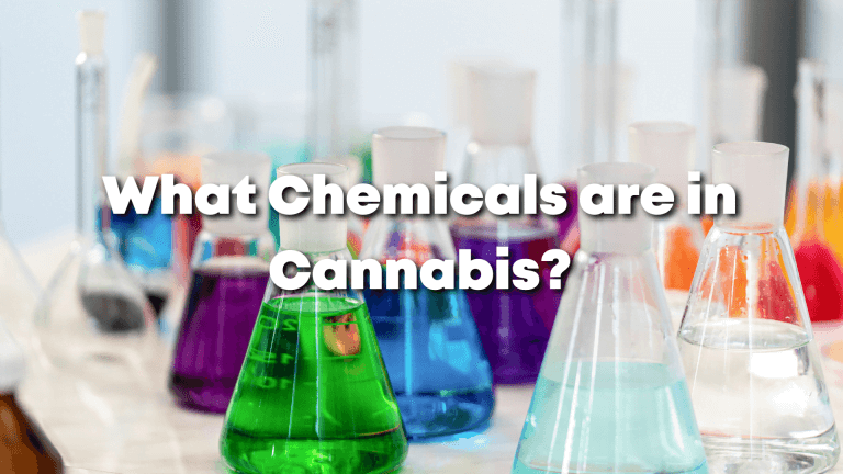 what chemicals are in cannabis?