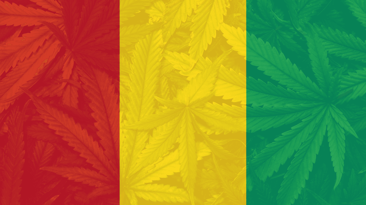 Cannabis in Guinea