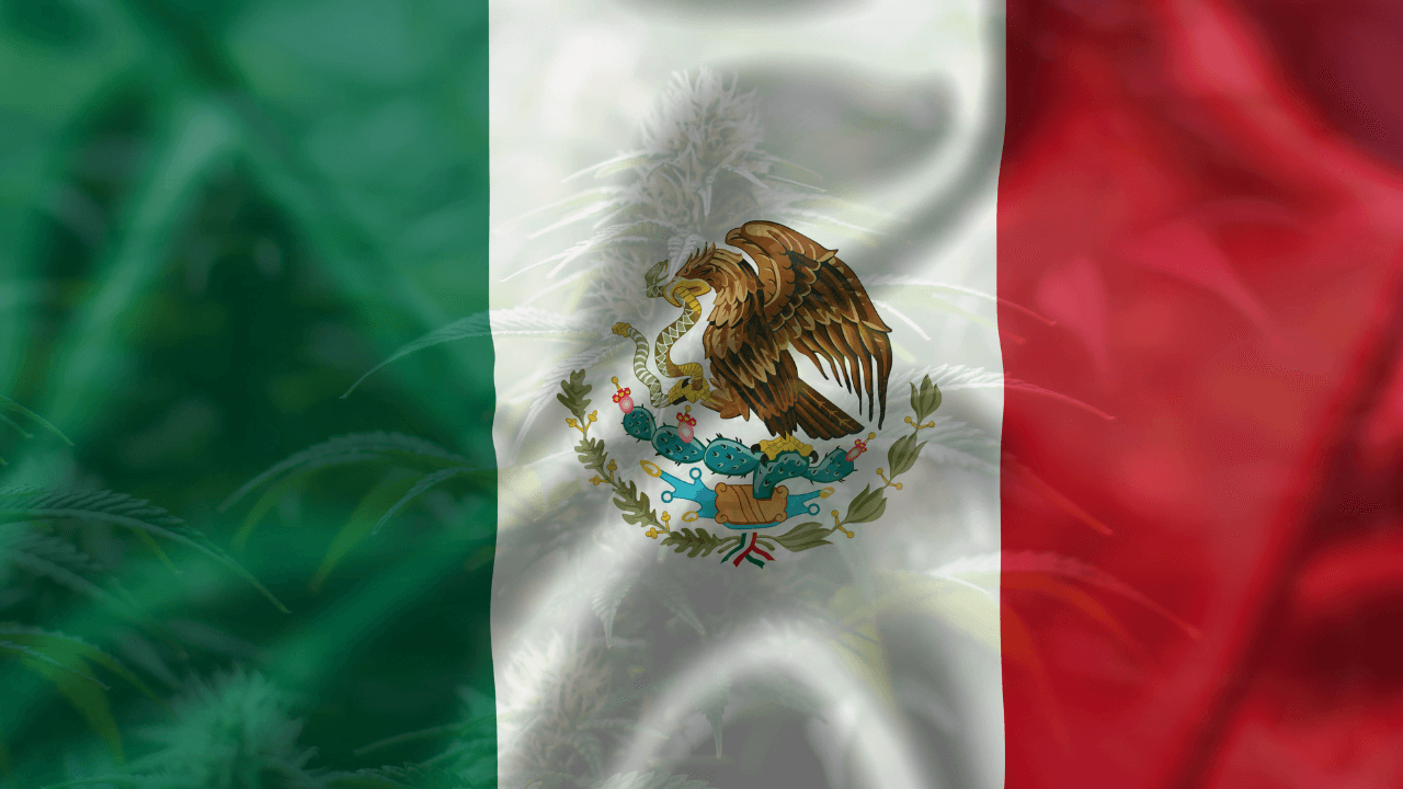 Cannabis in mexico