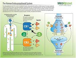 Endocannabinoid System