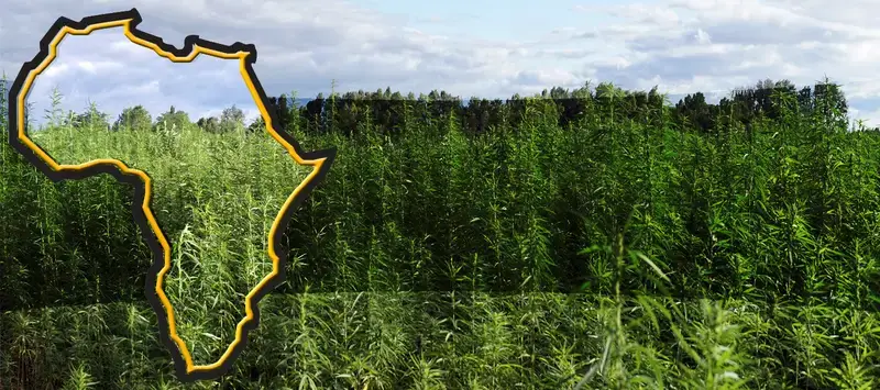 Cannabis legalization in Africa