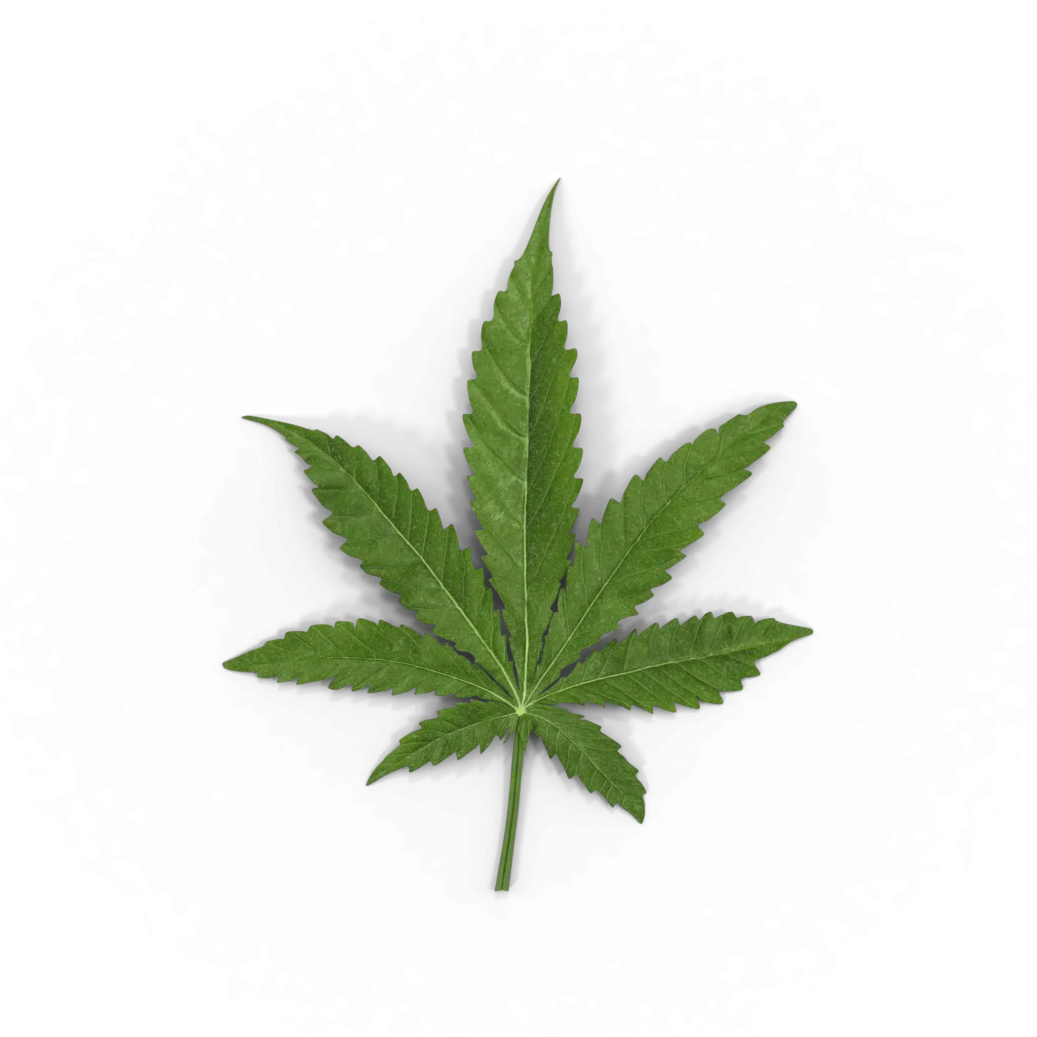 Cannabis Leaf