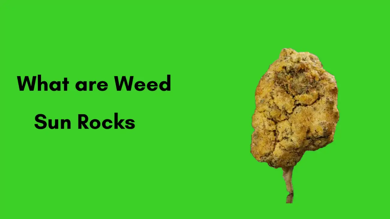 What are weed sun rocks?