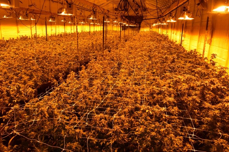 Wide aerial view of a large indoor cannabis flowering canopy under high-pressure sodium lighting, representative of the large-scale indoor cultivation environment Aeriz operates at its Chicago aeroponic facility, the largest aeroponic cannabis grow in the world