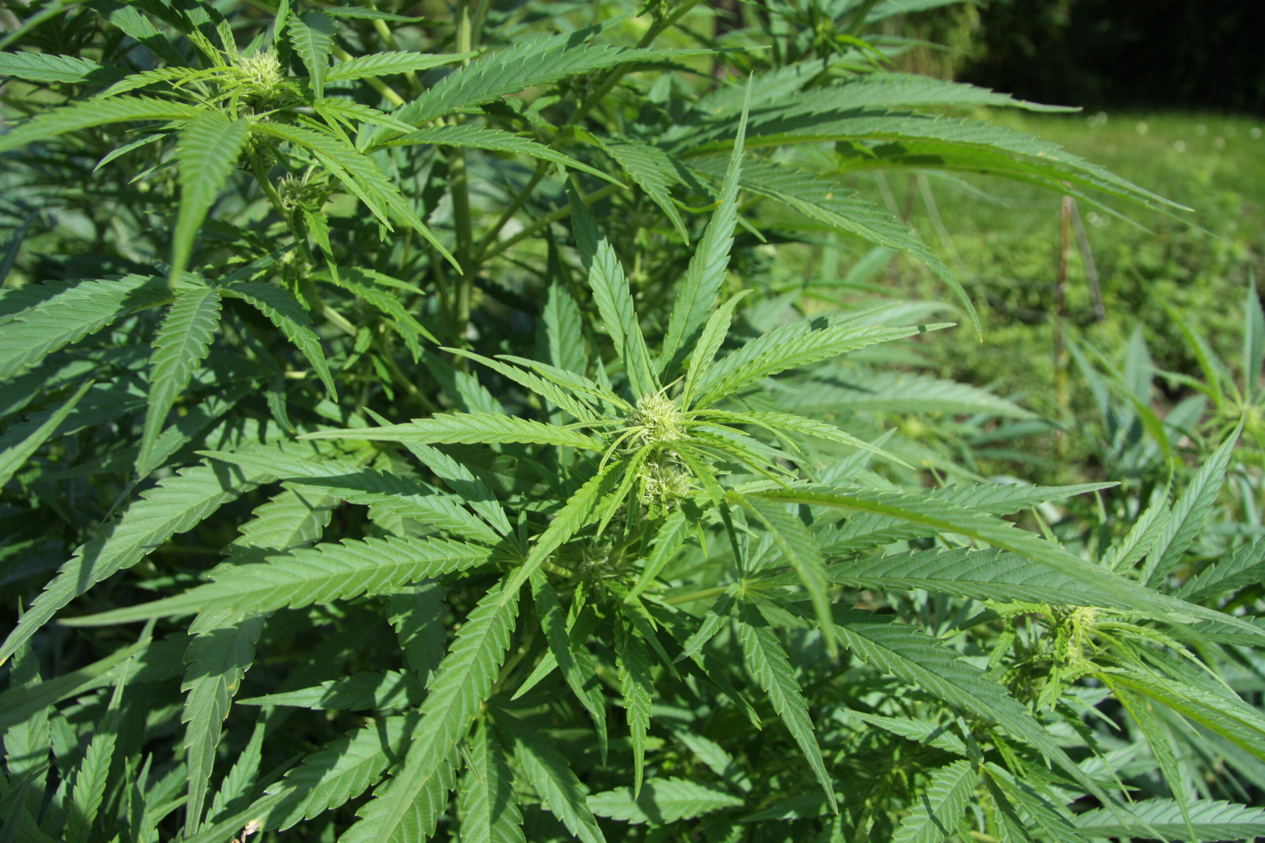 Cannabis sativa plant in full flower growth before harvest