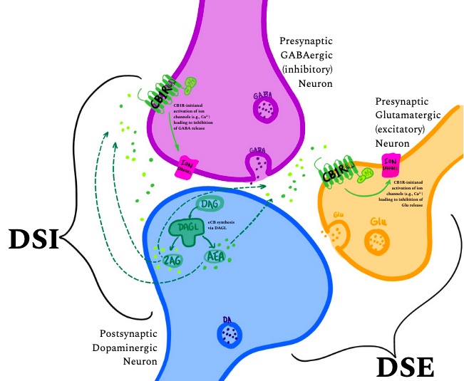 Diagram showing mechanism of action of endocannabinoid CB1 receptor ligands in the brain