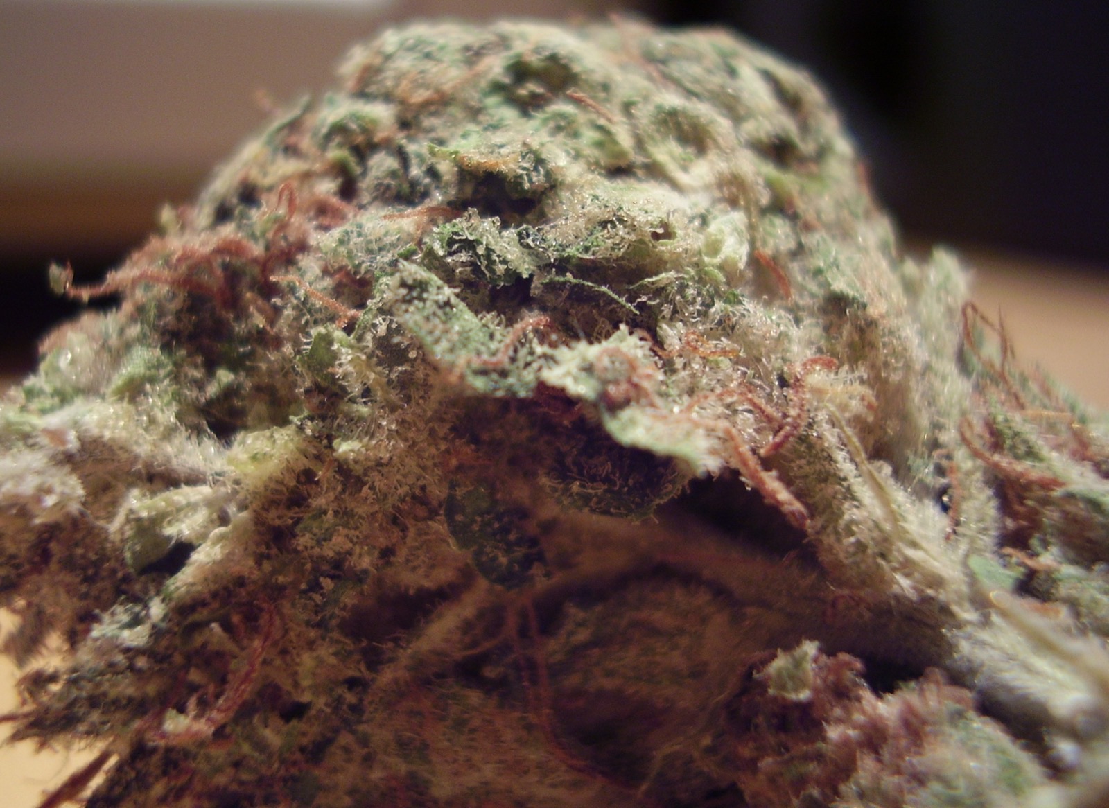 Dense cannabis flower bud representative of the Cultivate Holdings flower production at the Leicester facility, now operating under the Sunnyside brand after the 2019 Cresco Labs acquisition