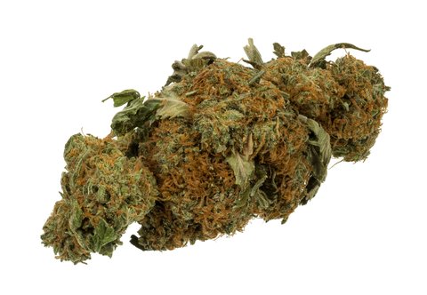 Dense cured cannabis flower bud with orange pistils on a white backdrop, representative of Dank by Definition Western New York indoor cultivation