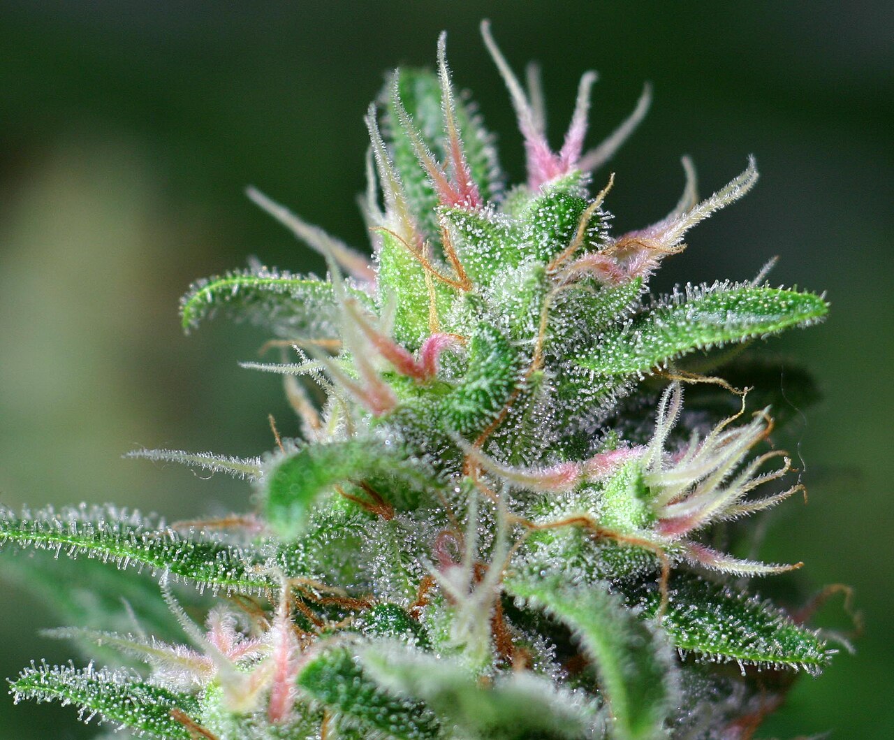Oregrown cannabis brand flower from Bend Oregon high-desert farm