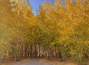 Top cannabis brands in Oregon hero image, Willamette Valley farmland