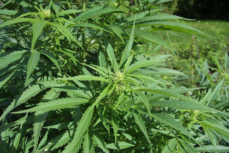 A young Cannabis sativa plant with the long thin serrated leaves characteristic of sativa-dominant hybrids like Pineapple Express