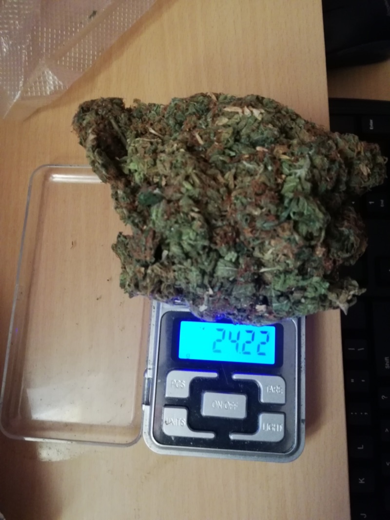 Cannabis flower on a digital pocket scale reading 24 grams, near the half-ounce to ounce range