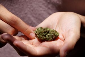 A hand holding a dense dried cannabis bud, the flower you break down by hand when you have no grinder